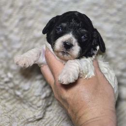 Porsche - Black and white female Cockapoo puppy in West Point, Mississippi from Golden Paws