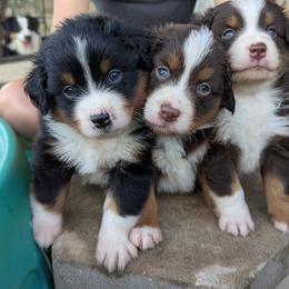 Miniature American Shepherd Puppies from Magnolia Tree Miniature American Shepherds