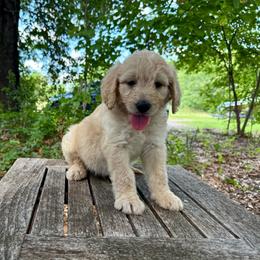 Ringo - Cream male Goldendoodle puppy in Heath, Texas from Doodles Divine