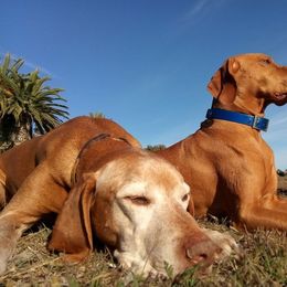 Vizsla All Grown Up from Vizslas