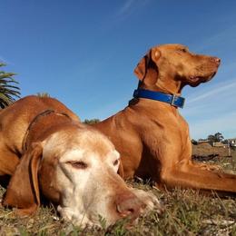 Vizsla All Grown Up from Vizslas