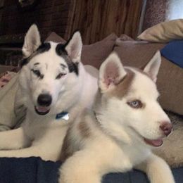 Siberian Huskies from Albrecht’s Husky Ranch