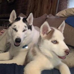 Siberian Huskies from Albrecht’s Husky Ranch