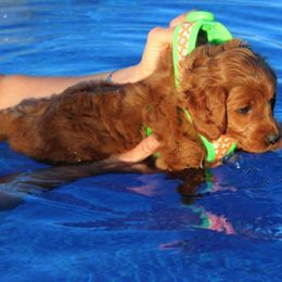 Goldendoodle Puppies from Crazy Cute Kennels