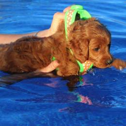 Goldendoodle Puppies from Crazy Cute Kennels