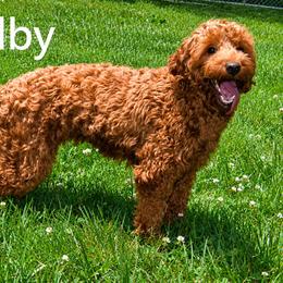 SHELBY - Goldendoodle
