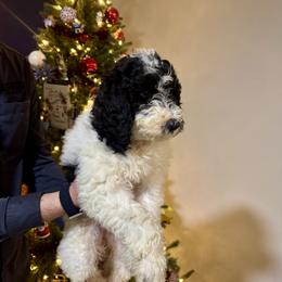 Light purple - Parti female Goldendoodle puppy in Cape Coral, Florida from Magnolia Doodles co.