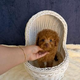 Daisy(AKC) - Red  female Poodle puppy in Moreno Valley, California from Yanni's Poodle