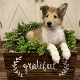 Dustin - Sable male Collie puppy in Chilhowie, Virginia from Jolly Collies