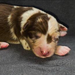 Emmett - Red merle male Australian Shepherd puppy in Marengo, Indiana from J&J Kennel
