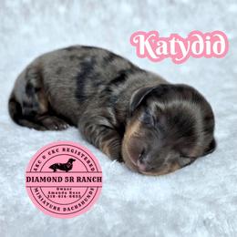 KATYDID - Dapple female Dachshund puppy in Columbia, Louisiana from Diamond 5R Ranch AKC & CKC Miniature Dachshunds