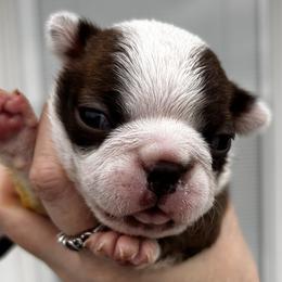 Dotty's red female - Red female Boston Terrier puppy in Yakima, Washington from Barnett’s AKC Boston Terriers