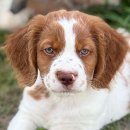 Knox - Orange and white male Brittany puppy in Katy, Texas from Katy Cavaliers & Barefoot Days Brittanys