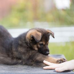 German Shepherd Puppies from Zwinger Vom Rabenauge