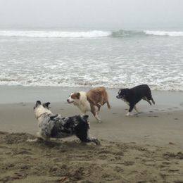 Australian Shepherds from DeClue Ranch Australian Shepherds