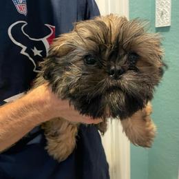 Pluto - Red male Shih Tzu puppy in Spring, Texas from Precious Tzu Crew