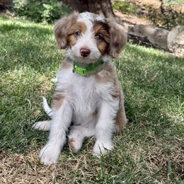 Green - Red merle male Aussiedoodle puppy in Grants Pass, Oregon from Woodwind Miniatures