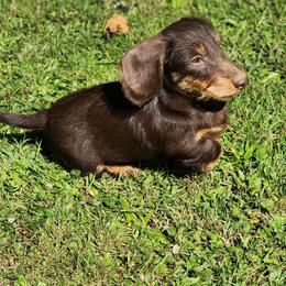 Teddy - Chocolate and tan male Dachshund puppy in Onalaska, Washington from Divine Teckel Tails