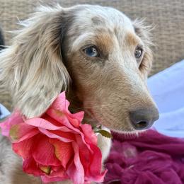 Dachshunds from Dickeys Doxies