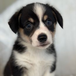 Girl 4 - Black and tan female Pembroke Welsh Corgi puppy in Surprise, Arizona from Ruff and Rowdy Corgis
