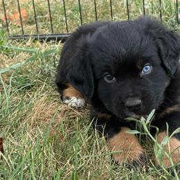 River - Black tri male Toy Australian Shepherd puppy in Medical Lake, Washington from MAS Gone Rogue