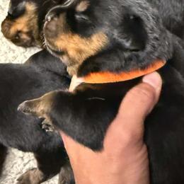 Boy1 - Black and mahogany male Rottweiler puppy in Bartonsville, Pennsylvania from Karol's Rottweilers