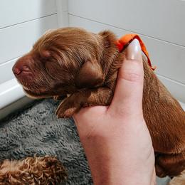 Rainier - Apricot male Goldendoodle puppy in Everett, Washington from Big Top Doodles