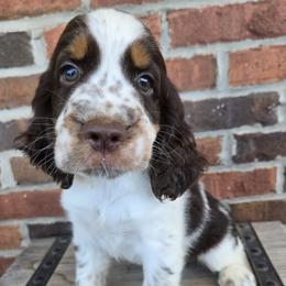 Chase - Liver white and tan male English Springer Spaniel puppy in Statesville, North Carolina from BAR Z Springers