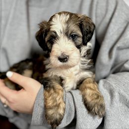 Lucy - Sable female Bernedoodle puppy in Louisville, Kentucky from Darlin’s Doodles