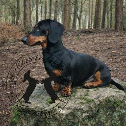 Pickles - Dachshund