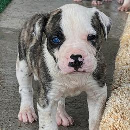 Boy 2 - male Alapaha Blue Blood Bulldog puppy in Grafton, Ohio from Eclipse Alapaha Kennels