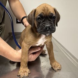 Storm - Fawn female Boxer puppy in Taft, Tennessee from Hillbillie Boxers