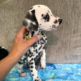 Champ - White and black male Dalmatian puppy in Newfoundland, Pennsylvania from Poconopaws