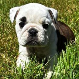 Rynlee - Red brindle and white female Bulldog puppy in Arlington, Washington from Stout's Hunting Labs and trsbullies