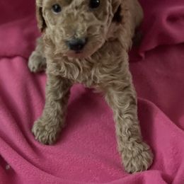 Goldendoodle Puppies from Adorable Lovable Mini Doodles