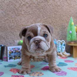 Simba - Fawn and white French Bulldog puppy in Ramirez, California from Vaca Frenchies