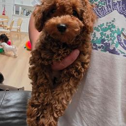 Billy - Red  male Poodle puppy in Corona, California from Poodle house CA