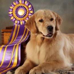 Golden Retrievers from Mtn View Goldens