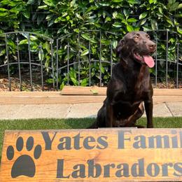 Solo - Labrador Retriever