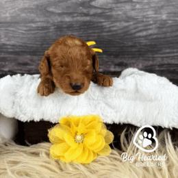 Sunny - Sable female Goldendoodle puppy in Utah County, Utah from Big Hearted Breeders