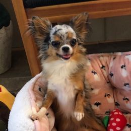 Sparkles - Chihuahua