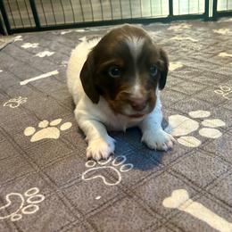 Twix - Chocolate and tan male Dachshund puppy in Louisa, Kentucky from Mini Doxies of Eastern KY