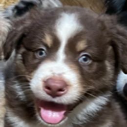 Australian Shepherd Puppies from Log House Farm Aussies