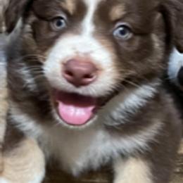 Australian Shepherd Puppies from Log House Farm Aussies