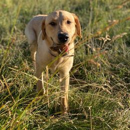 Ivy - Labrador Retriever