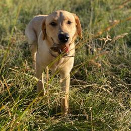 Ivy - Labrador Retriever