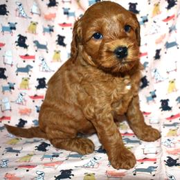 Pippin - Red  female Goldendoodle puppy in Jasper, Indiana from Hilltop Pups LLC