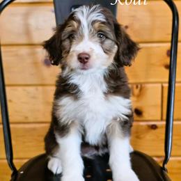 Kodi - Red tri-color female Aussiedoodle puppy in Lancaster, Minnesota from Wilson Cattle Co.