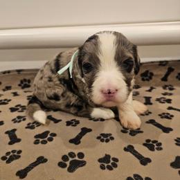 Mint - Merle female Bernedoodle puppy in Shelby, North Carolina from Forever Grateful Doodles