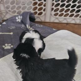 Shih Tzu Puppies from Prairie Creek Puppies